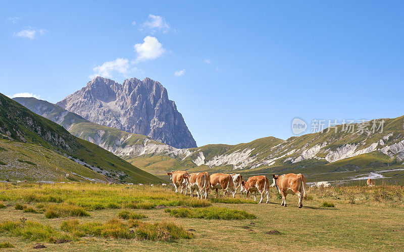 在意大利Abruzzi的Campo Imperatore，一群奶牛